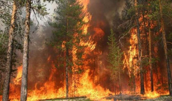 В Иркутской области ввели режим ЧС для предупреждения таёжных пожаров