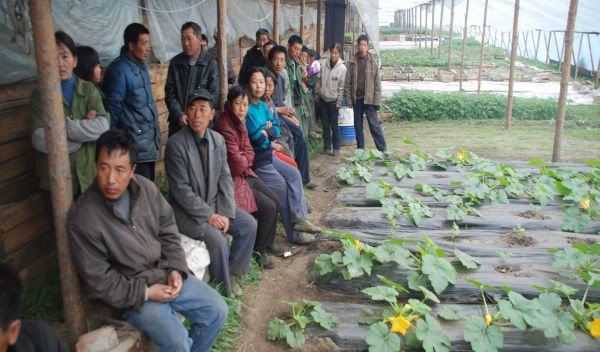 Китайцев, незаконно занимающихся выращиванием овощей в теплицах под Иркутском, выдворили из страны