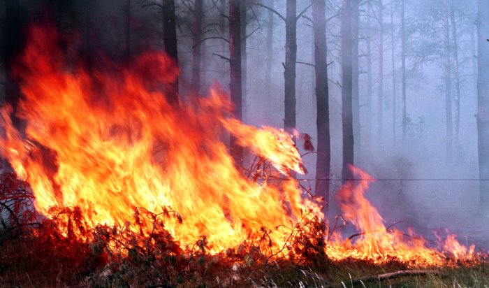 Свыше 600 гектаров леса горит в Иркутской области