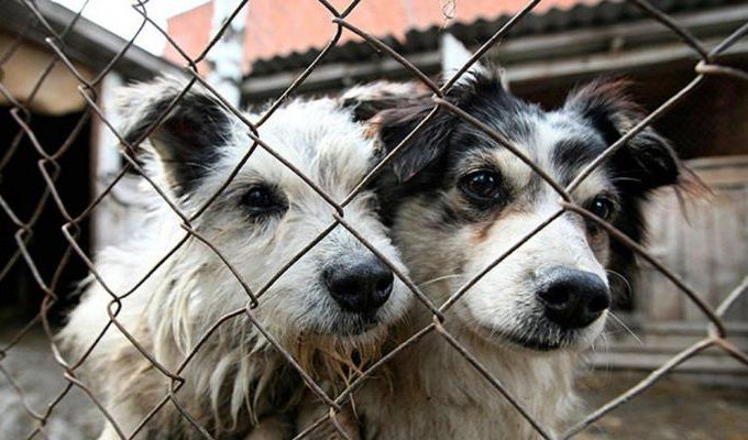 Более 500 агрессивных собак уже отловлено в Иркутске