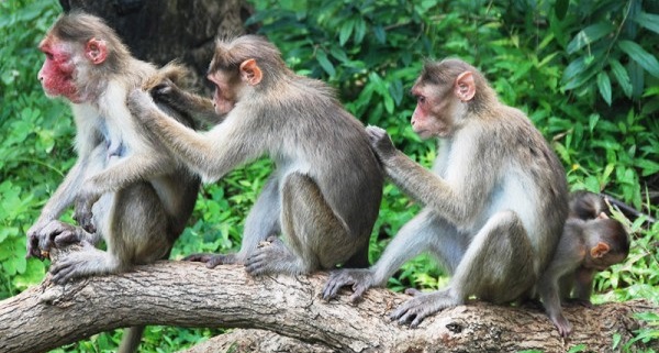 Ученые из США объединили мозг трех обезьян в единый нейроинтерфейс