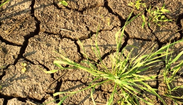 В четырех районах Иркутской области введен режим ЧС из-за засухи