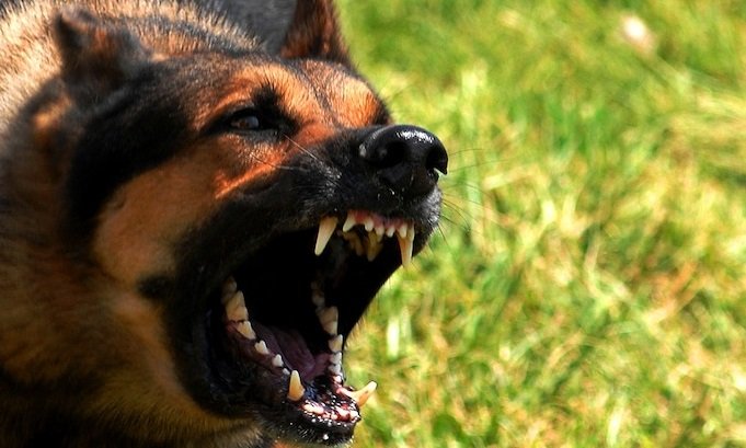 В Свердловском районе Иркутска полиция обезвредила собаку,  нападавшую на людей