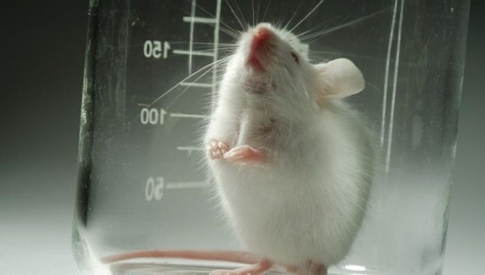 Ученые смогли вырастить лапку мыши в лабораторных условиях