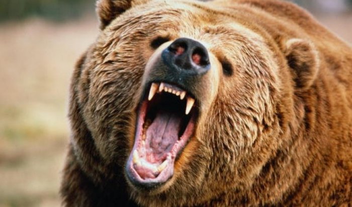 Сёла в Хабаровском крае атаковали медведи