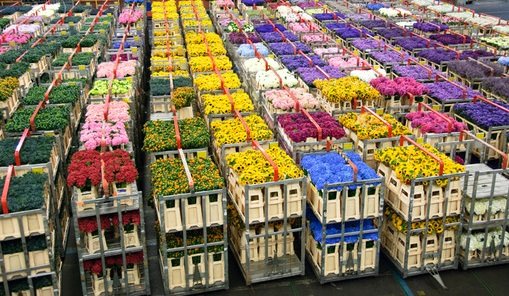 Россельхознадзор может запретить ввоз цветов из некоторых стран Европы