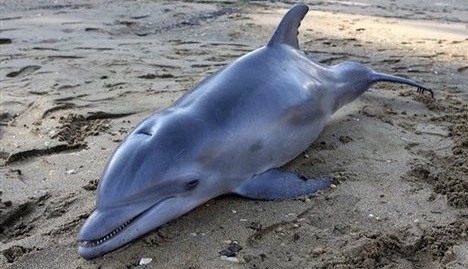 Радиация от Фукусимы убивает дельфинов