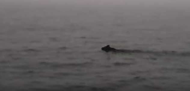 Турист снял на видео, как медведь переплывает Байкал, спасаясь от лесных пожаров
