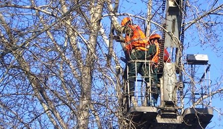 В Иркутске выявили  835 сухих и аварийных деревьев
