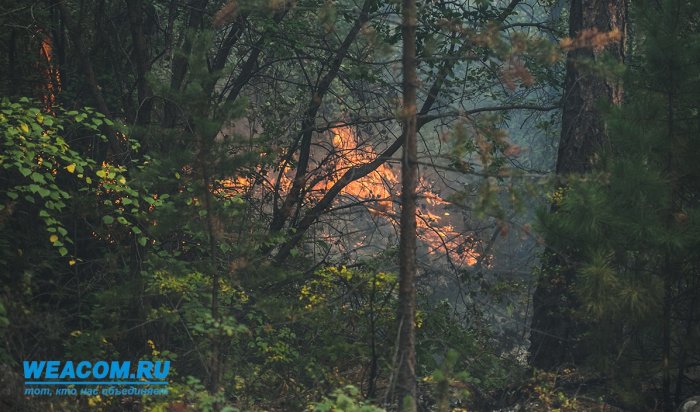 В Иркутске возбуждено дело по факту халатности должностных лиц при тушении лесных пожаров