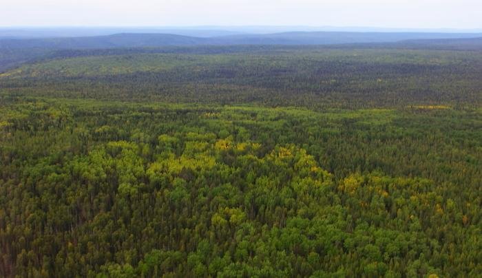 В Иркутской области провели лесовосстановительные работы на площади 100 тысяч гектаров
