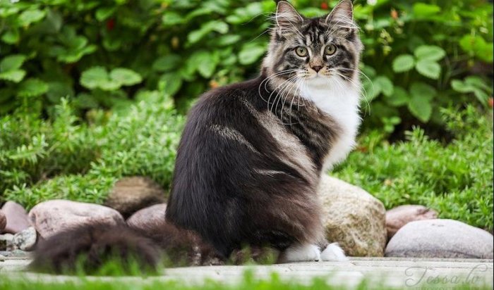 В Иркутске пройдет выставка-ярмарка котят
