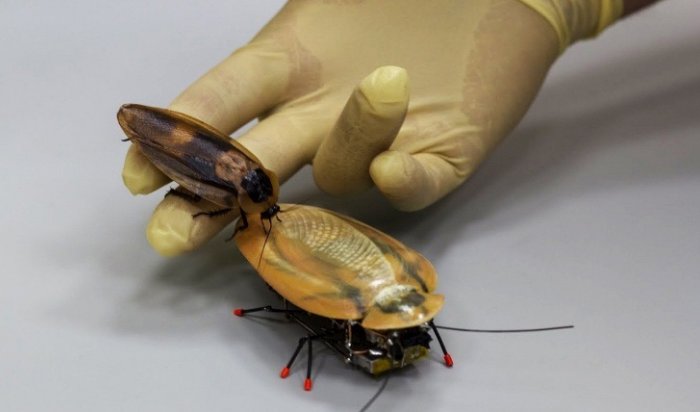 Калининградские ученые создали миниатюрного робота-таракана
