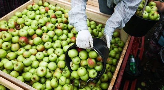 Цены на российские яблоки выросли в 2,5 раза за сезон