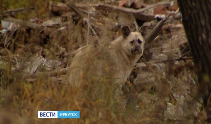 В Иркутске на школьника напала собака прямо во время физкультуры