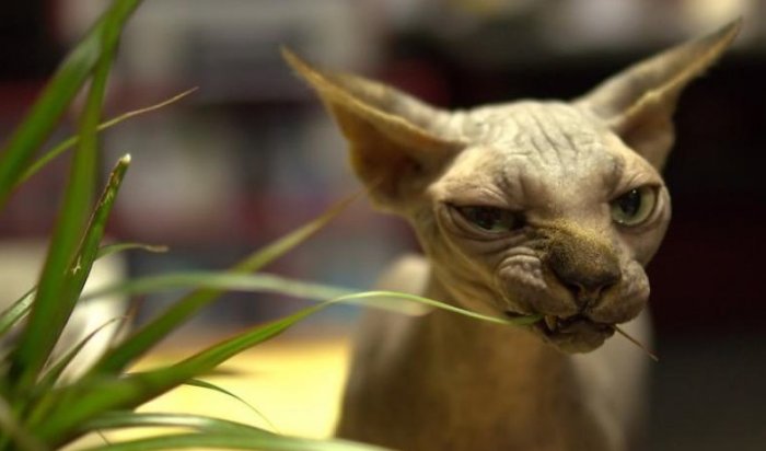 В Москве задержали квартирного вора, укравшего кота породы сфинкс