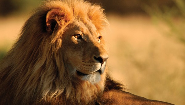 Датский зоопарк приглашает детей посмотреть на вскрытие льва