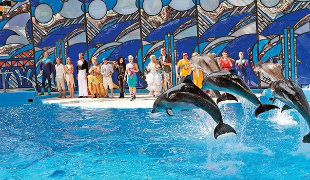 Кампания против шоу «Вместе с дельфинами» на Первом канале набирает обороты в сети