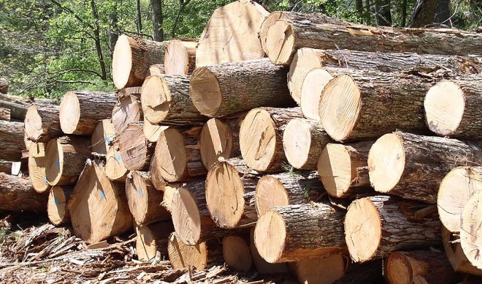 В Баяндаевском районе за кражу древесины осужден работник Агентства лесного хозяйства