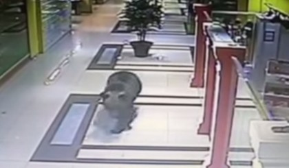 Медведь устроил погром в одном из торговых центров Хабаровска (видео)