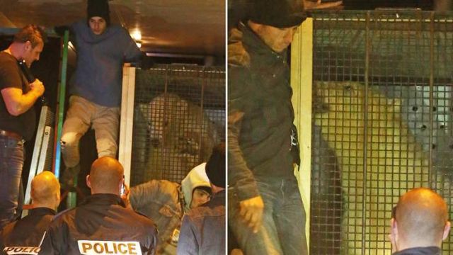 Беженцы пытались попасть в Британию в грузовике с белым медведем
