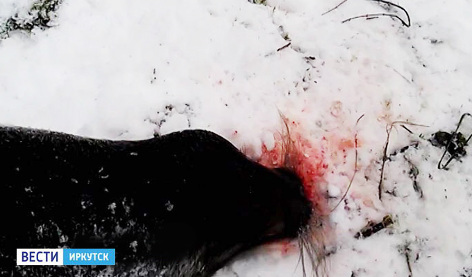 В Слюдянке обнаружено более десятка убитых нерп