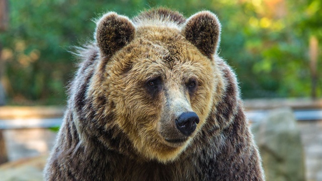 Медведь напал на двух детей в приморском селе Амгу