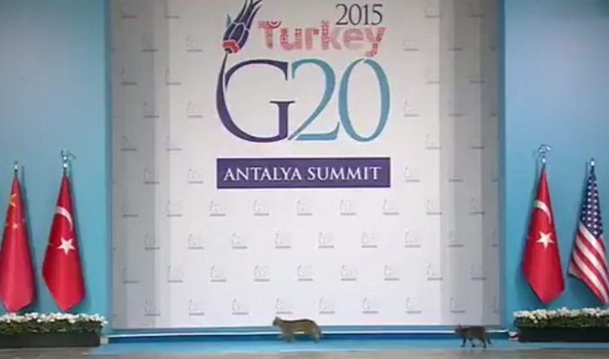 Три кошки стали звездами саммита «Большой двадцатки» (видео)