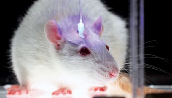 Ученые предложили использовать крыс для борьбы с терроризмом