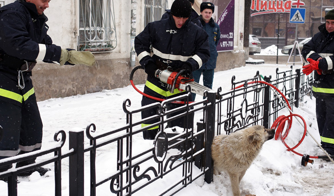 В центре Иркутска сотрудники МЧС спасли собаку, застрявшую в железном заборе (Видео)