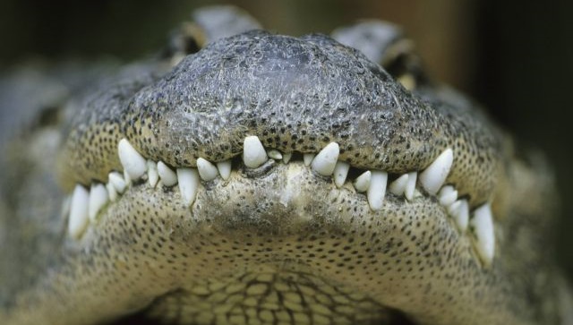 Во Флориде мужчину, пытавшегося скрыться от полиции, съел аллигатор