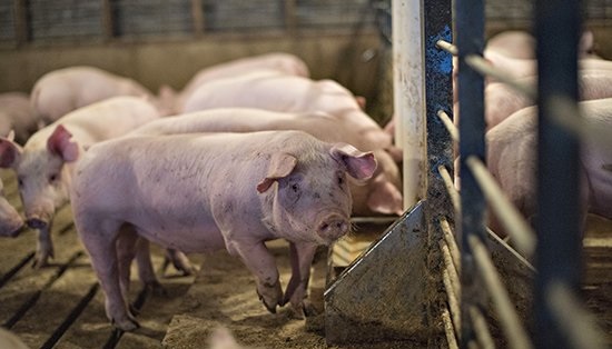 Россельхознадзор с 1 января вводит запрет на ввоз в Россию свинины из Украины