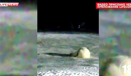 СМИ: сотрудник строительной компании скормил взрывпакет белой медведице на острове Врангеля