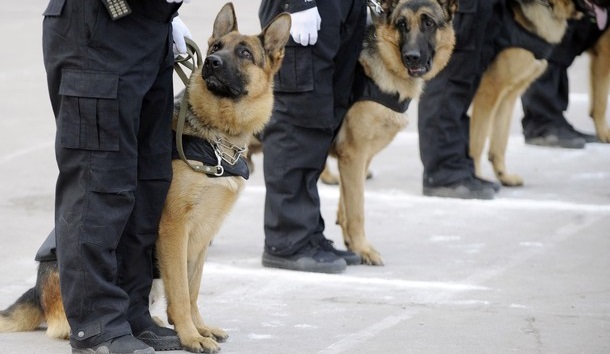 В Усть-Илимске полицейская собака помогла найти грабителей магазина