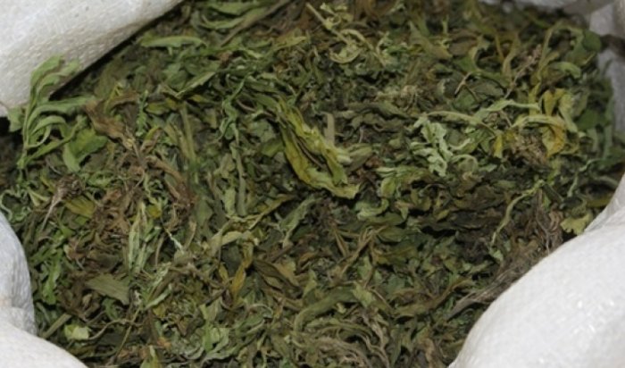Более 74 килограммов марихуаны изъято у жителей Приангарья  за текущий год