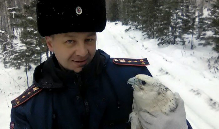 В Иркутской области полицейские спасли редкую птицу, занесенную в Красную книгу