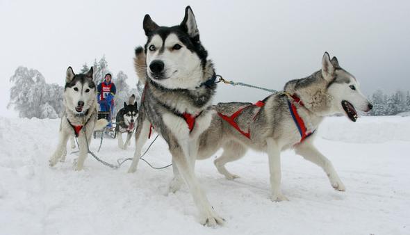 В Иркутской области пройдет гонка на собачьих упряжках Baikal race-2016