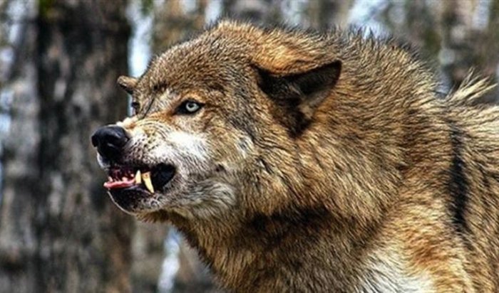 Жители Боханского района несут убытки из-за нападений волков