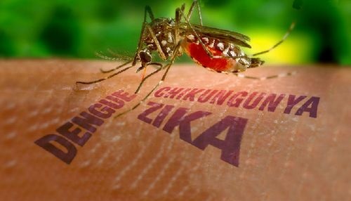 В Венесуэле лихорадкой Зика заболели почти 5 тысяч человек