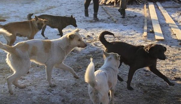 Прокуратура установила, что приют для собак в Карлуке незаконно занимает землю