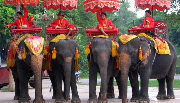 В Таиланде слон ранил своего погонщика и убил шотландского туриста