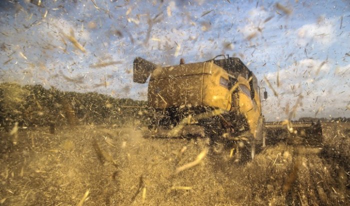 WSJ: Россия может стать крупнейшим в мире экспортером пшеницы