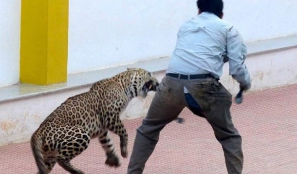 Леопард напал на людей в индийской школе (ВИДЕО)