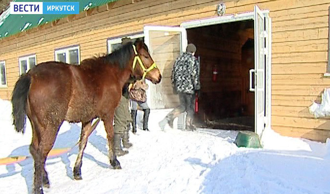 В центре Иркутска несколько дней бегал потерявшийся конь