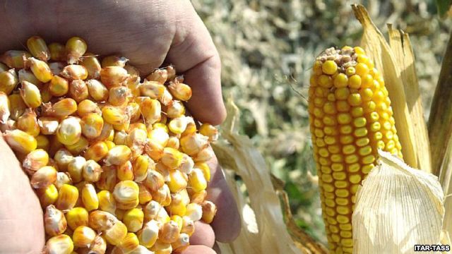 Россия ввела временный запрет на ввоз из США кукурузы и сои