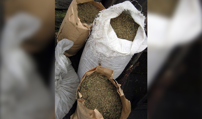 В Приангарье за неделю изъяли 45 килограммов марихуаны