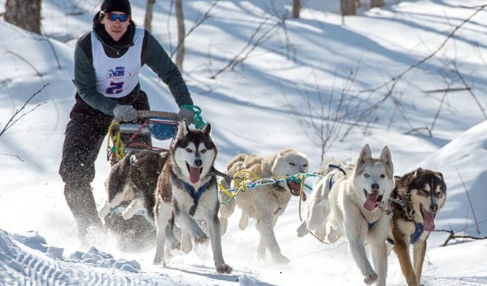 5 марта в Иркутске стартуют гонки на собачьих упряжках Baikal Race-2016