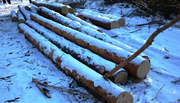 В Иркутском районе будут судить бригаду «чёрных» лесорубов, причинивших ущерб на 2 миллиона рублей