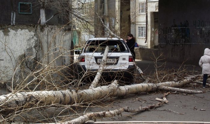В Иркутске на припаркованную «Хонду» упал тополь
