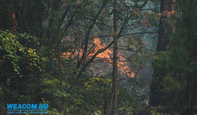 На Дальнем Востоке за сутки сгорело более 5,5 тысячи гектаров леса